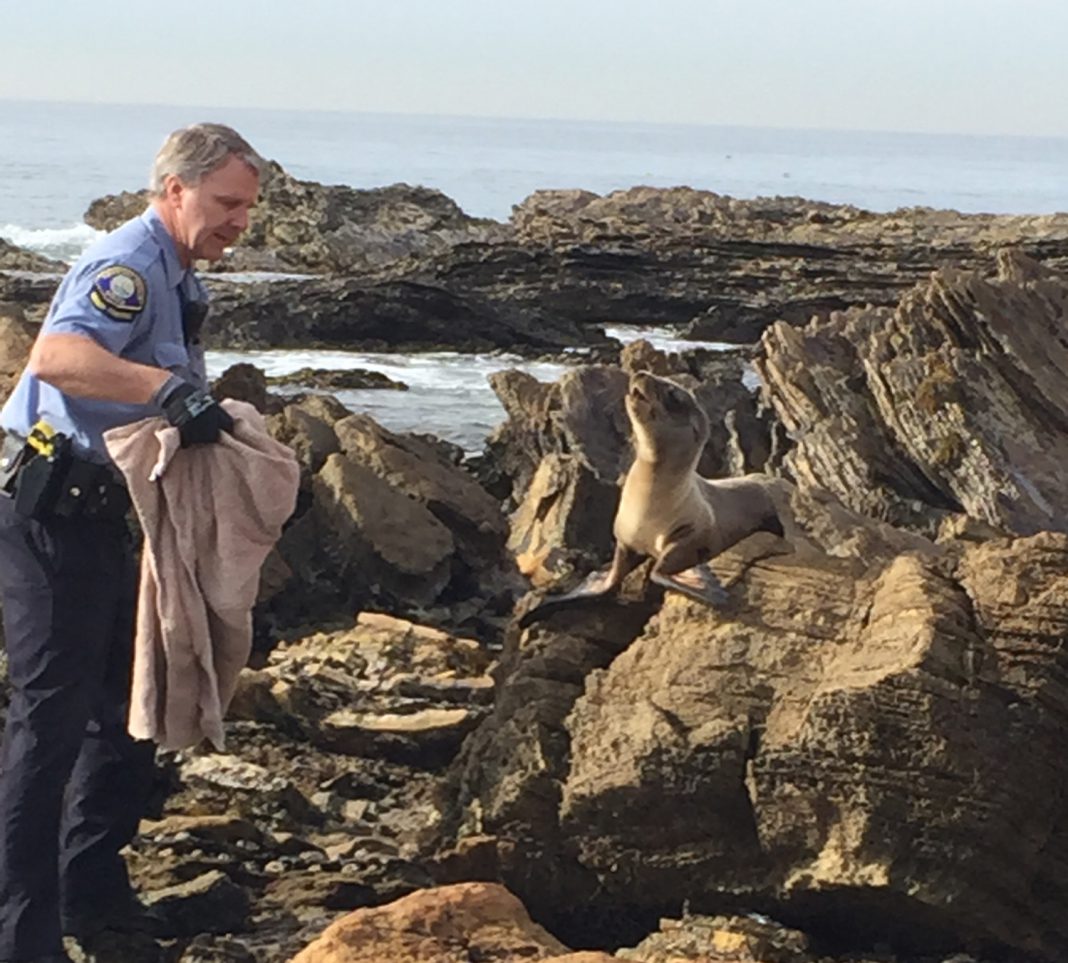 NBPD Animal Control Officers Have a Wild Life