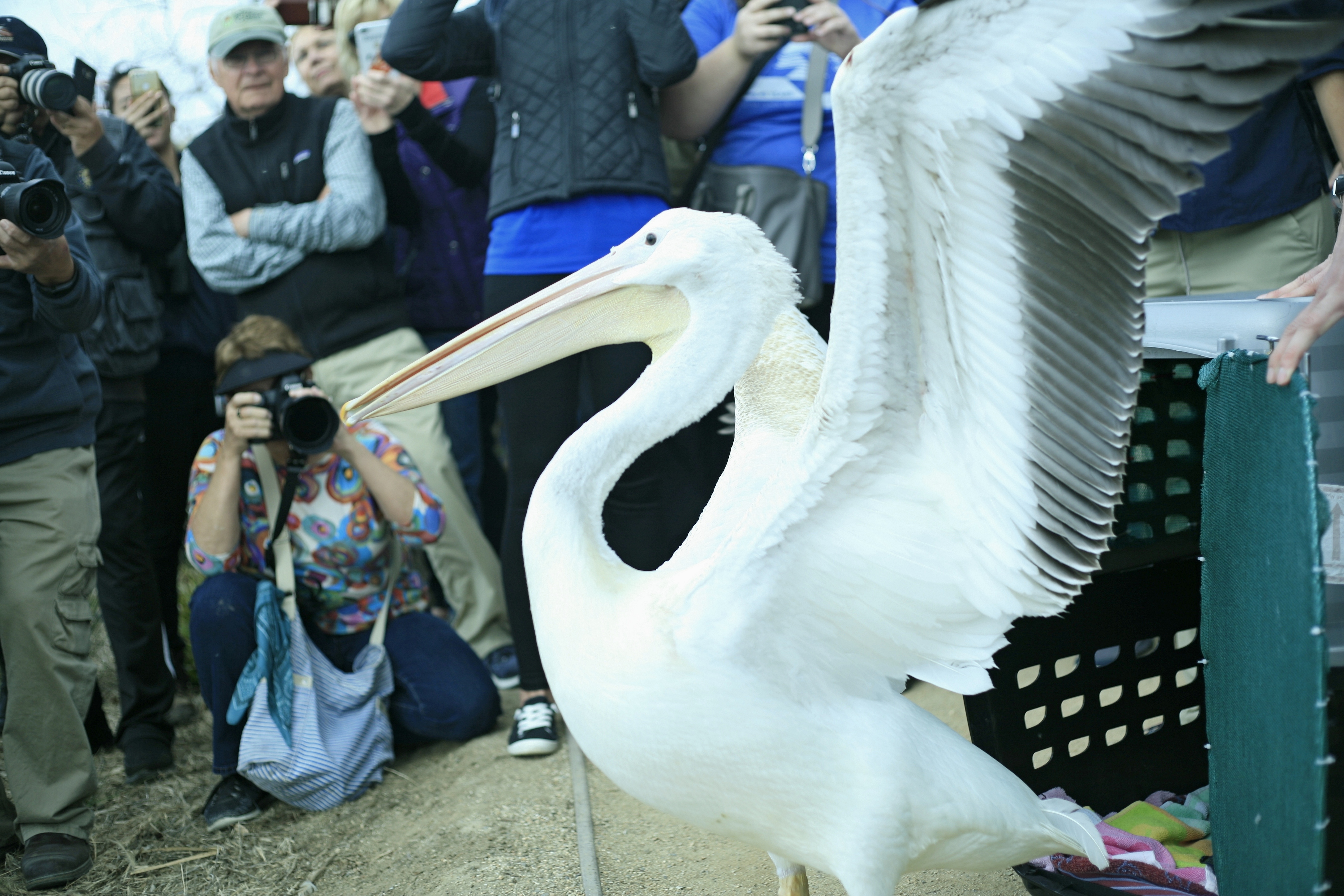 Patient of the Week: American White Pelican With Back Injury -  International Bird Rescue