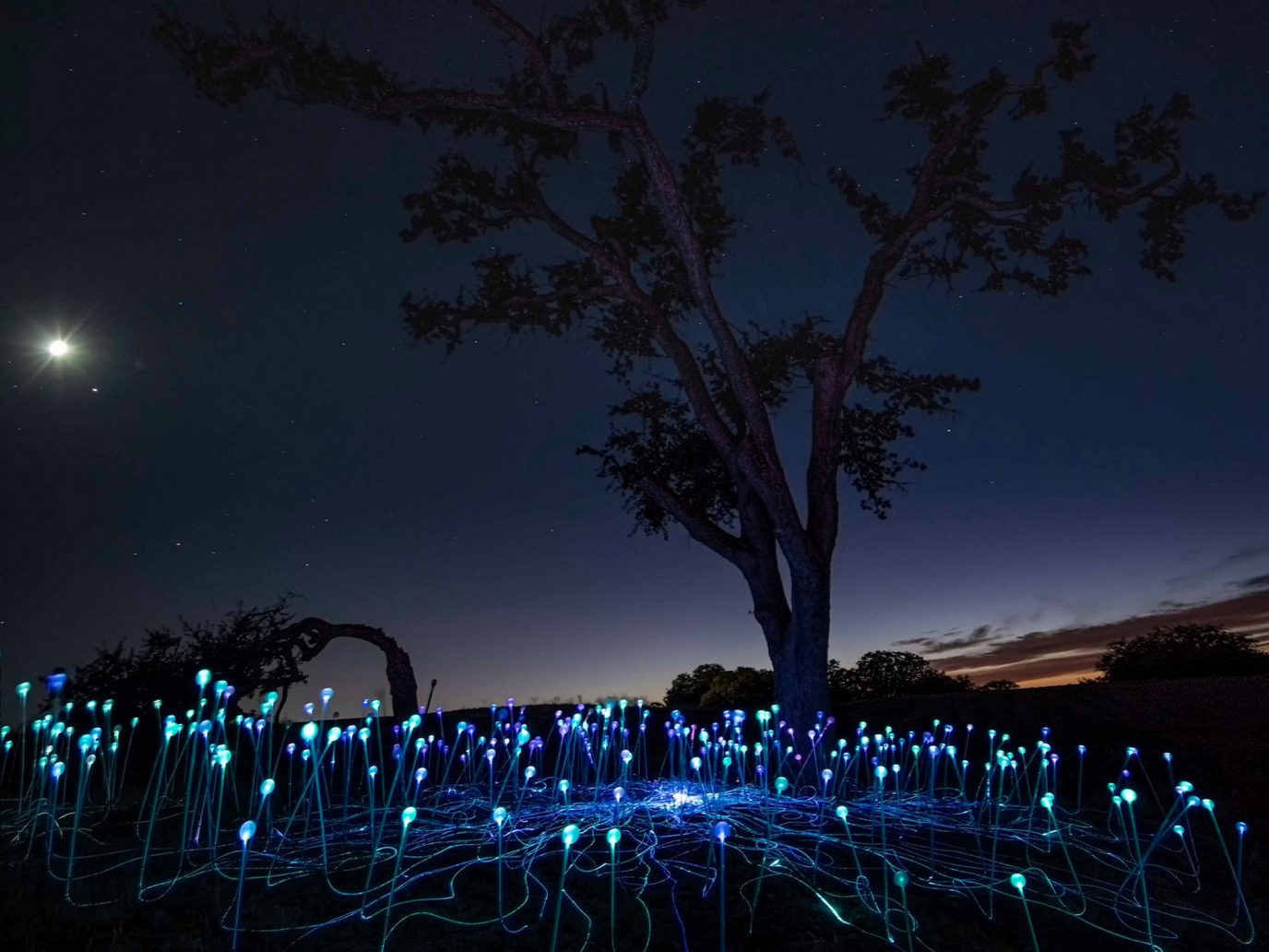 Освещение поле. Field of Light Брюс Манро. Bruce Munro field of Light. Брюс Монро световые инсталляции. Sensorio Калифорния.